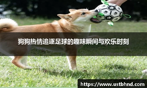 狗狗热情追逐足球的趣味瞬间与欢乐时刻